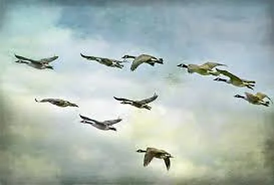 Canada geese flying across a cloudy sky, the episode’s cover